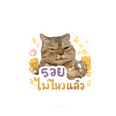 Janji cat_20260501164104