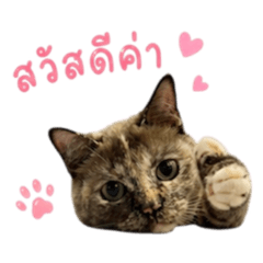 Arjao