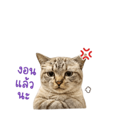 senyai_20260501164154