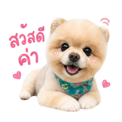 Puppy_20260501164831