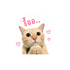 Lily the cat (Jinshu's family)