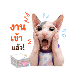 Nutcha_20260501164954