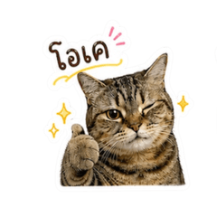 Moneyy Cat V.1