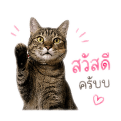 Auan fat cat2
