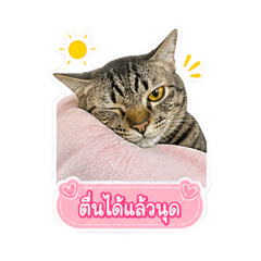 Money Fat Cat