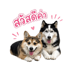 Dogs Hkt