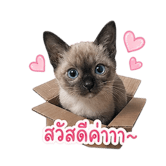 Kanyanat_20260501165933