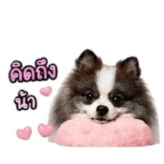 Leo Cute dog kin