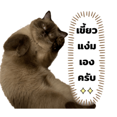 Chou chuu