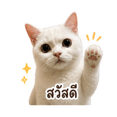 Chouxcream1