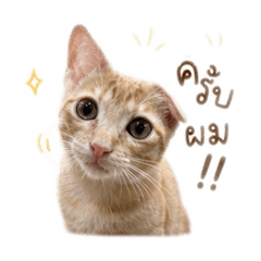 Meowgrub