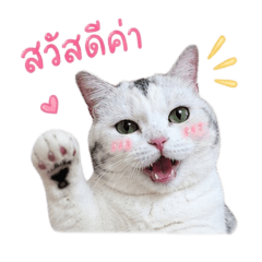 Catsunny_2026