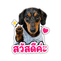 Pixie the Duchshund