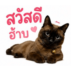 Fufu the pret