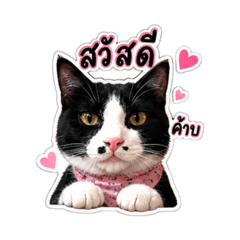 Cha_aiim0659
