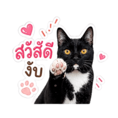 FatCat_Lucky