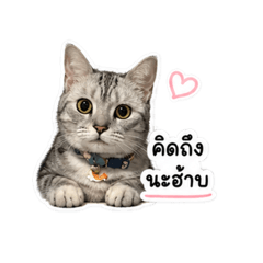Tiggy V.2