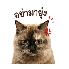 Sudsuay Meaw