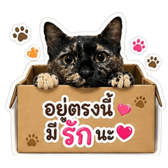 LOLMEAW