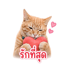 Tnoey_20260501174655