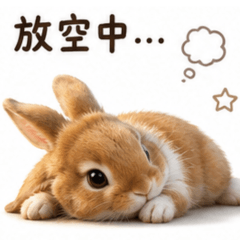 兔寶的暖心問候