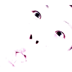Tomoyo 2023
