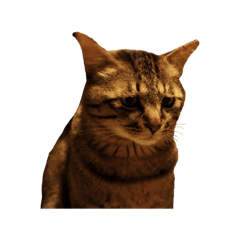 Mucchan the rescued cat