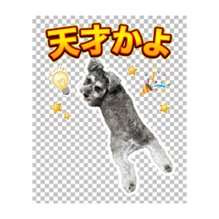 Quirky Cony (live-action)