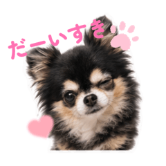Kokochan_20260608081213