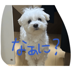 chacha_20260608093913