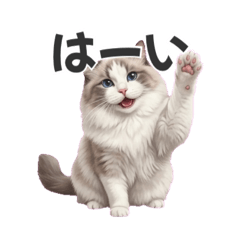 toto_kawa_neko