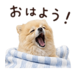 Pomeranian baw waw