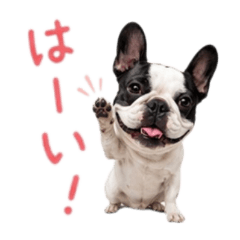 French Bulldog baw waw