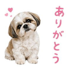 Shih Tzu baw waw