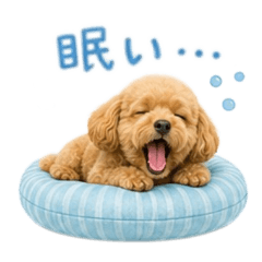 toy poodle baw waw