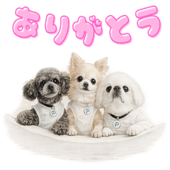 Kota, Yuzu & Pom Friendly Daily Sticker