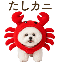 Bichon Frize puns