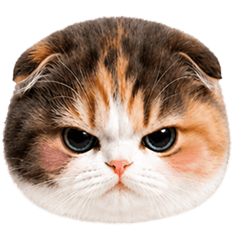 meowmeow 11 (: