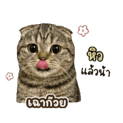 Chakwy_20260621080051
