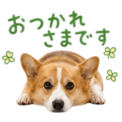 Corgi baw waw