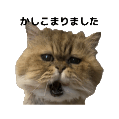 pochanekogram_muku_20260621140415