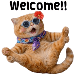 Real Orange Cat : Welcome!!