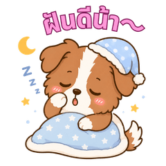 Everyday Border Collie Thai