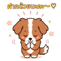 Polite Border Collie Thai