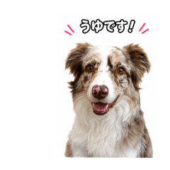 Uyu! - A Border Collie is Daily Life