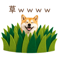 Pun-Loving Shiba Inu [Live-Action Ver]