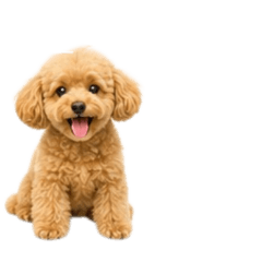 Only Toy Poodle