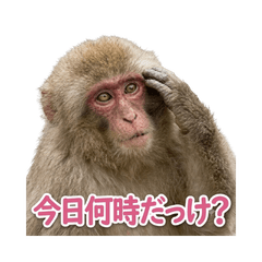 Mama Monkey Messages