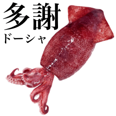 Flesh Baby squid 7