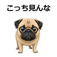 毒舌狗狗D010